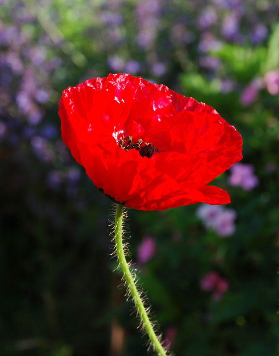 poppy